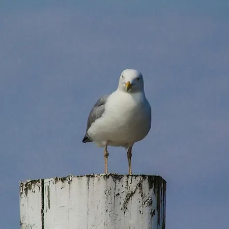 Kaphaus Modern Retreat * Juist